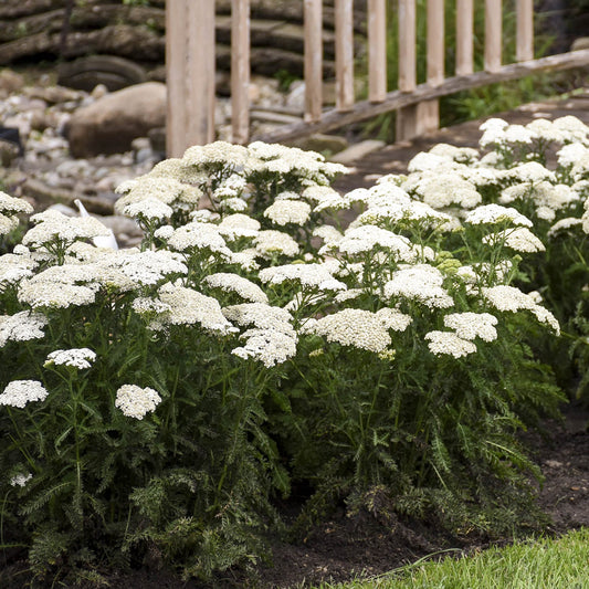 Firefly Diamond' Yarrow (Achillea) - Photo Courtesy of Proven Winners, Inc.