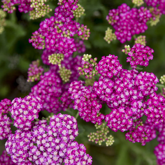 Firefly Fuchsia' Yarrow (Achillea) - Photo Courtesy of Walters Gardens, Inc.