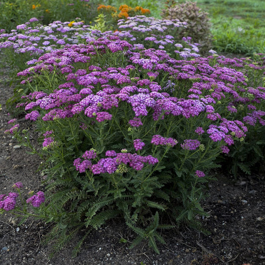 A cluster of 'Firefly Fuchsia' Yarrow (Achillea) with fern-like green leaves thrives in a garden bed, bordered by purple, orange, and pink flowers, creating a vibrant perennial display - Photo Courtesy of Walters Gardens, Inc.