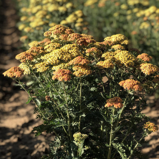 A cluster of drought-tolerant 'Firefly Peach Sky' Yarrow (Achillea) shows yellow and orange blooms in a sunny garden, featuring green fern-like foliage with softly blurred in the background - Photo Property of Garden Crossings LLC.