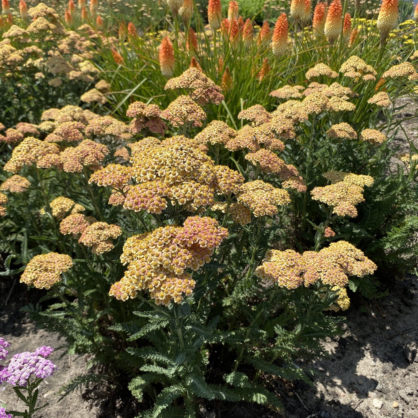 Clusters of yellow and pink 'Firefly Peach Sky' Yarrow (Achillea) bloom brightly, with orange and yellow torch lilies and lush green foliage behind - Photo Property of Garden Crossings LLC.