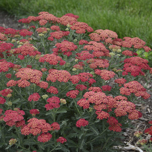 Firefly Red Pop' Yarrow (Achillea) - Photo Courtesy of Proven Winners, Inc.