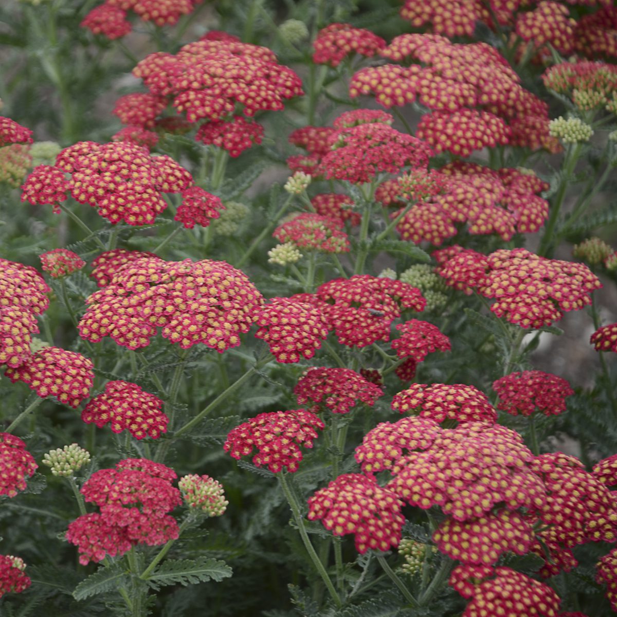 Close-up of clusters of soft red 'Firefly Red Pop' Yarrow (Achillea) flowers with yellow centers, with fern-like green leaves, create a vibrant, dense display - Photo Courtesy of Proven Winners, Inc.