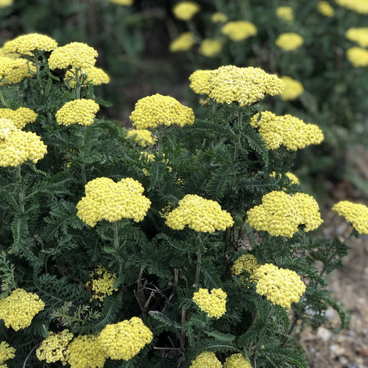 Firefly Sunshine' Yarrow (Achillea) - Photo Property of Garden Crossings LLC
