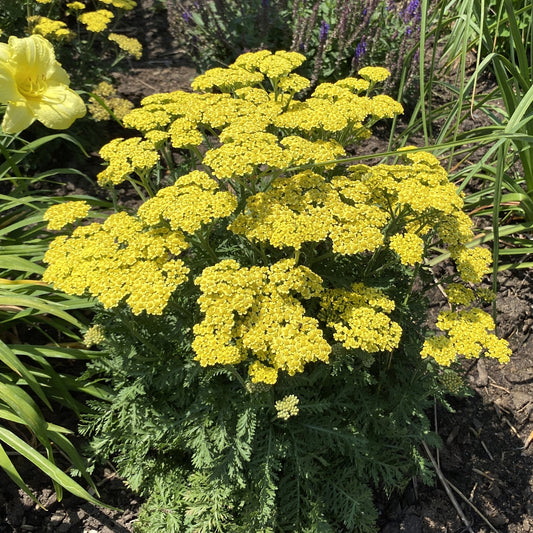'Firefly Sunshine' Yarrow (Achillea) displays bright yellow, clustered blooms and fern-like green foliage among other green plants and soil - Photo Property of Garden Crossings LLC.
