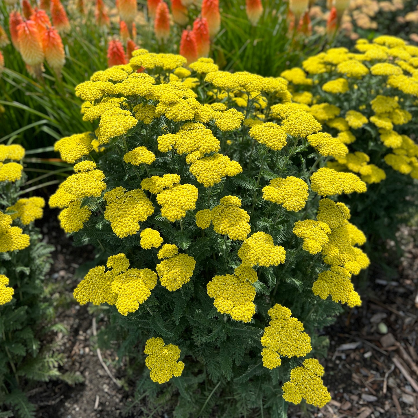 Firefly Sunshine' Yarrow (Achillea) - Photo Property of Garden Crossings LLC