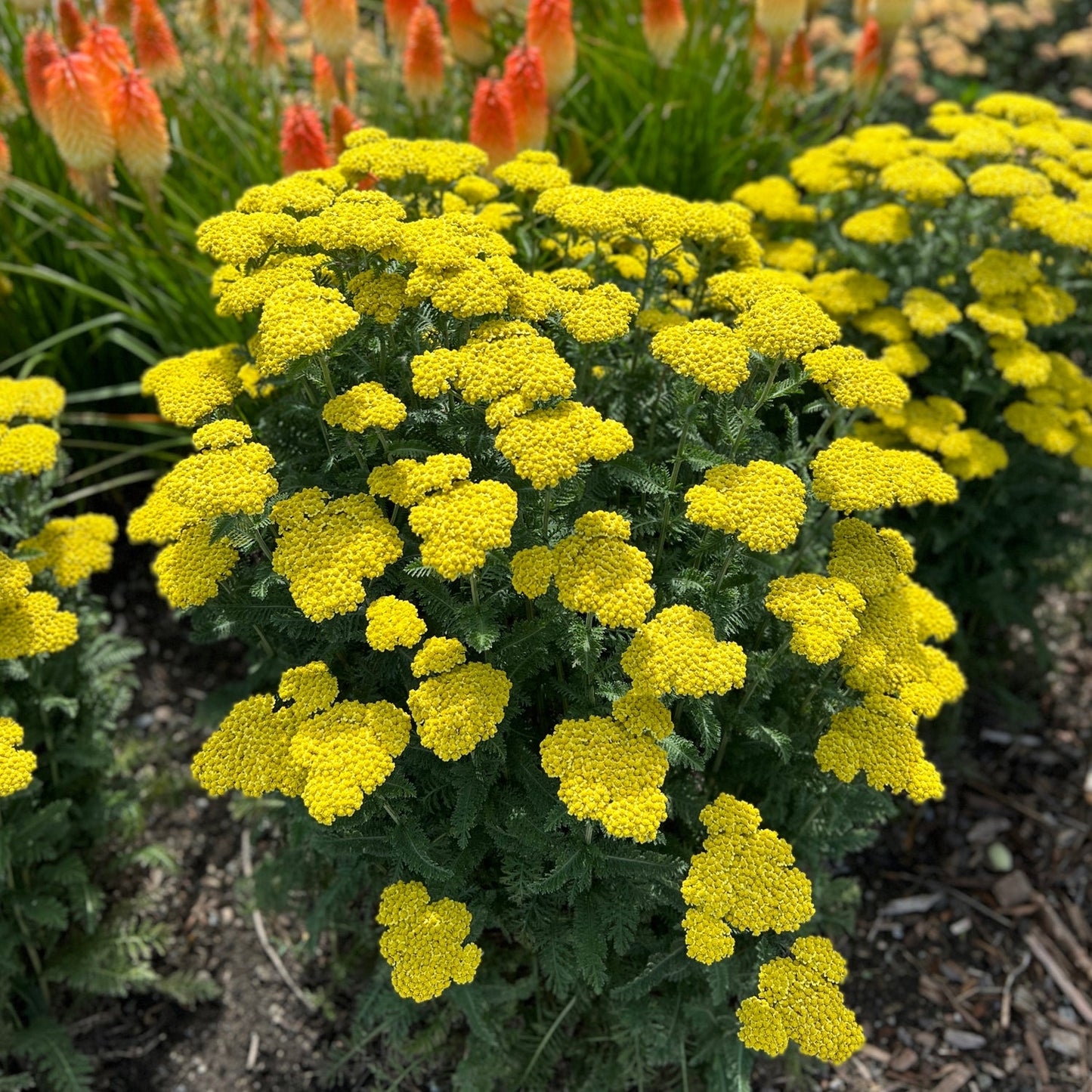 In a garden bed, clusters of bright yellow 'Firefly Sunshine' Yarrow (Achillea) flowers bloom above green foliage, with red-orange flowers and leaves in the background - Photo Property of Garden Crossings LLC.