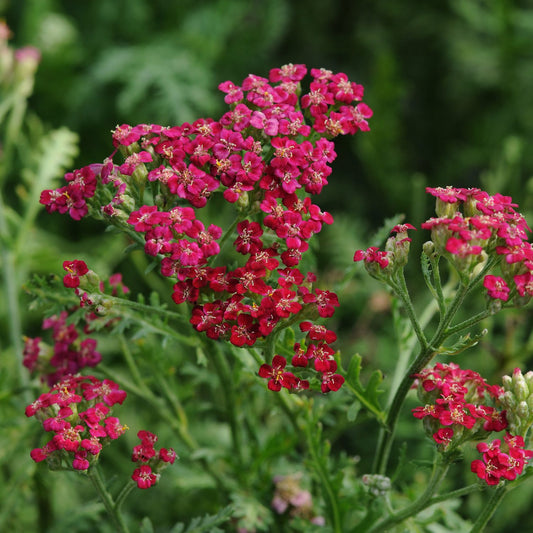 New Vintage™ Red Yarrow (Achillea) - Photo Courtesy of Ball Horticulure, Inc.