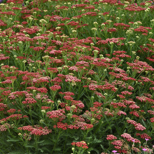 New Vintage™ Red Yarrow (Achillea) - Photo Courtesy of Ball Horticulure, Inc.