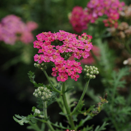New Vintage™ Rose Yarrow (Achillea) - Photo Courtesy of Ball Horticulure, Inc.