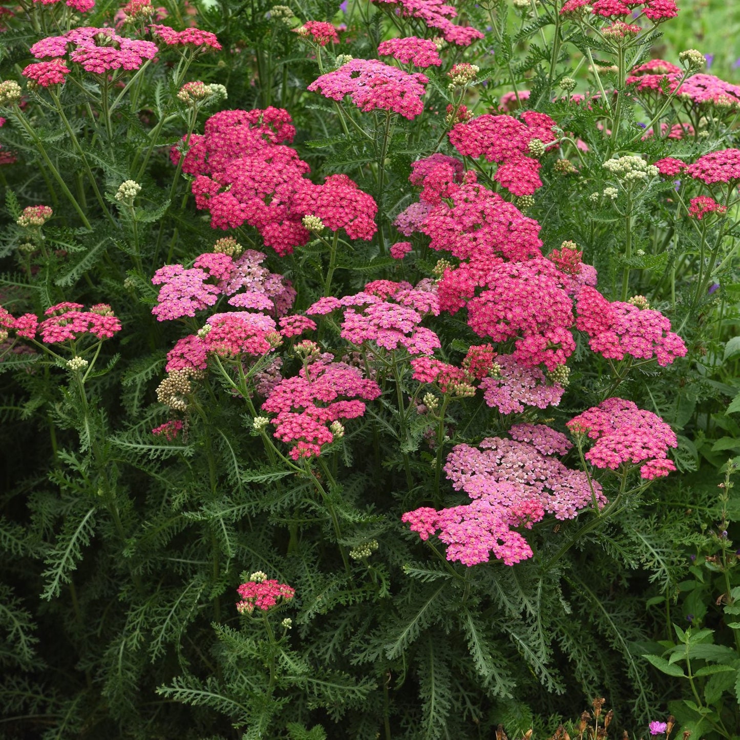 Clusters of bright pink New Vintage™ Rose Yarrow (Achillea) with fern-like green leaves grow densely in the garden. Some blooms are lighter pink - Photo Courtesy of Ball Horticulture, Inc.