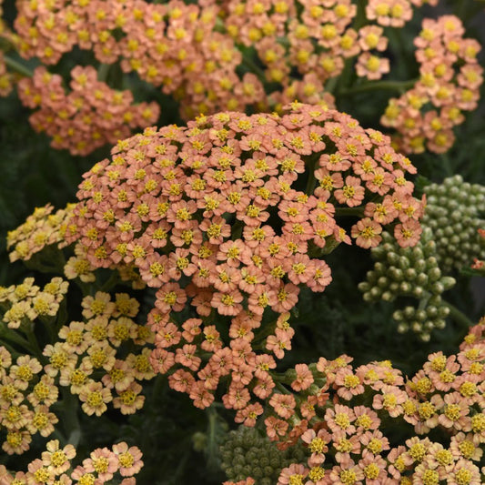 New Vintage™ Terracotta Yarrow (Achillea) - Photo Courtesy of Ball Horticulure, Inc.
