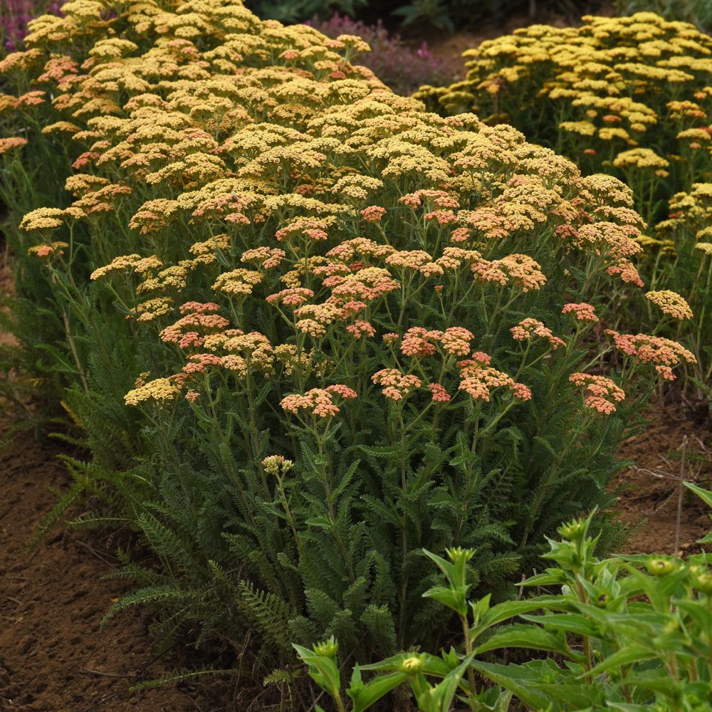 Clusters of yellow and light orange flowers bloom on tall green stems of New Vintage™ Terracotta Yarrow (Achillea), surrounded by lush foliage - Photo Courtesy of Ball Horticulture, Inc.