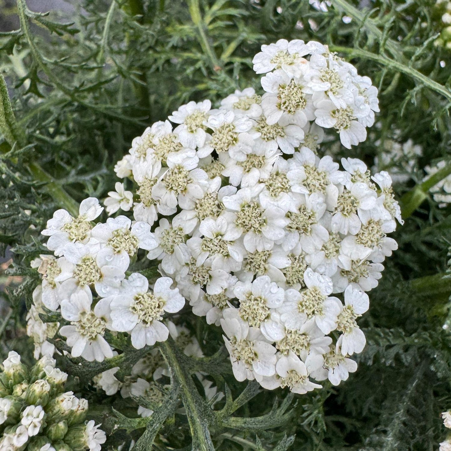 Close-up of New Vintage™ White Yarrow (Achillea) clusters—small white blooms with pale green centers—set among finely divided green leaves. Densely packed flowers offer soft texture - Photo Property of Garden Crossings LLC.