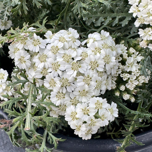 New Vintage™ White Yarrow (Achillea) - Photo Property of Garden Crossings LLC