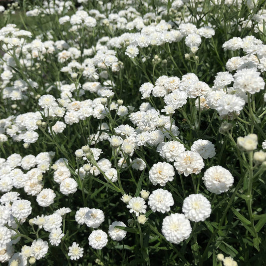 Peter Cottontail' Yarrow (Achillea) - Photo Property of Garden Crossings LLC