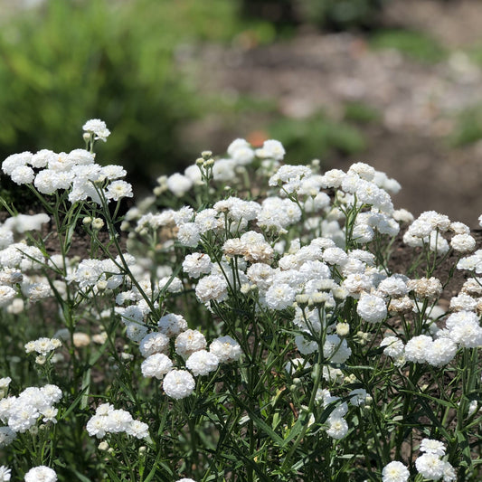 Peter Cottontail' Yarrow (Achillea) - Photo Property of Garden Crossings LLC