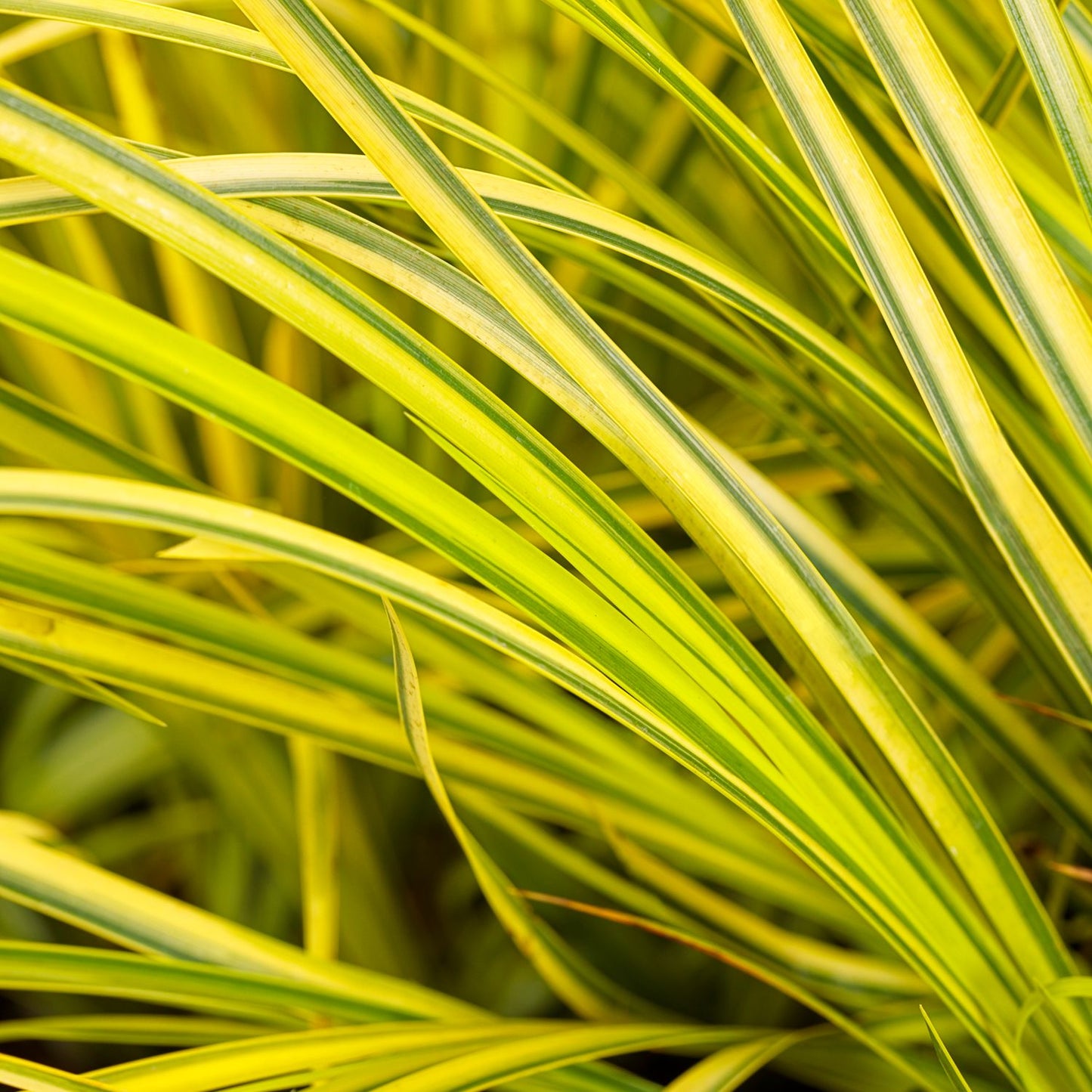 Close-up of long, narrow green and yellow leaves of Graceful Grasses® 'Ogon' Golden Variegated Sweet Flag (Acorus), overlapping to form a dense, eye-catching pattern - Photo Courtesy of Proven Winners, Inc.