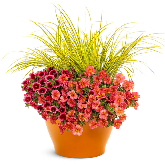 A vibrant orange flower pot with tall Graceful Grasses® 'Ogon' Golden Variegated Sweet Flag (Acorus) and clusters of pink and red petunias with yellow centers, set against a white background - Photo Courtesy of Proven Winners, Inc. Decorative pot not included.