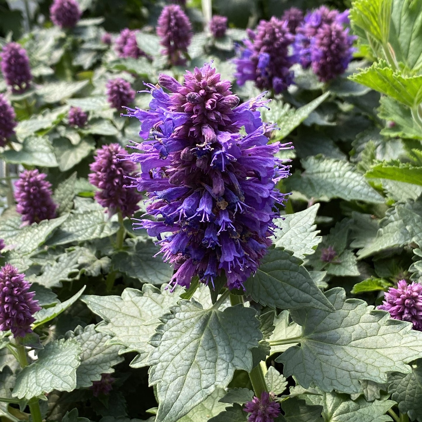 Blue Boa' Hummingbird Mint (Agastache) - Photo Property of Garden Crossings LLC
