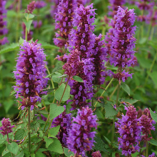 Close-up of 'Blue Boa' Hummingbird Mint (Agastache) features tall stems of purple tubular flower clusters and lush green leaves - Photo Courtesy of Terra Nova Nurseries, Inc.