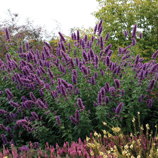 A dense shrub of 'Blue Boa' Hummingbird Mint (Agastache) displays abundant tall purple flower spikes, attracting hummingbirds and thriving among lush green foliage and other blooming plants - Photo Courtesy of Terra Nova Nurseries, Inc.