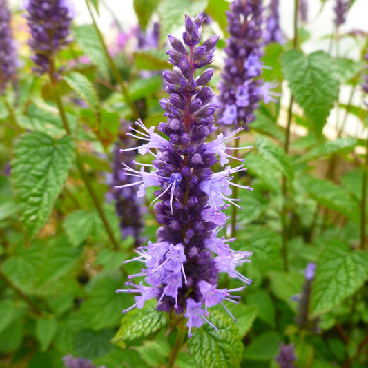 A close-up of vibrant 'Little Adder' Hummingbird Mint (Agastache) showcases its purple flower spike with small blossoms and green, serrated leaves, set against a background of blurred compact hyssop flowers and foliage - Photo Courtesy of Ball Horticulture, Inc.