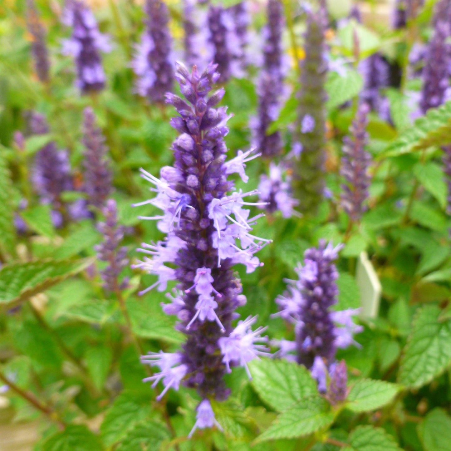A close-up of 'Little Adder' Hummingbird Mint (Agastache) featuring spiky purple blossoms and green serrated leaves, with similar flowering plants in the background - Photo Courtesy of Ball Horticulture, Inc.