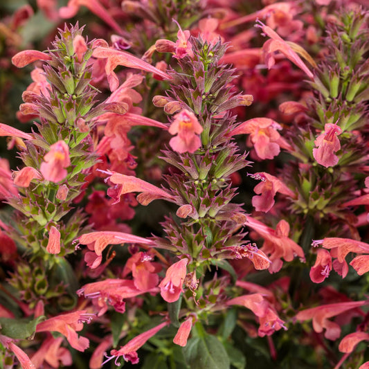 Maestro® Coral Hummingbird Mint (Agastache) - Photo Courtesy of Proven Winners, Inc.