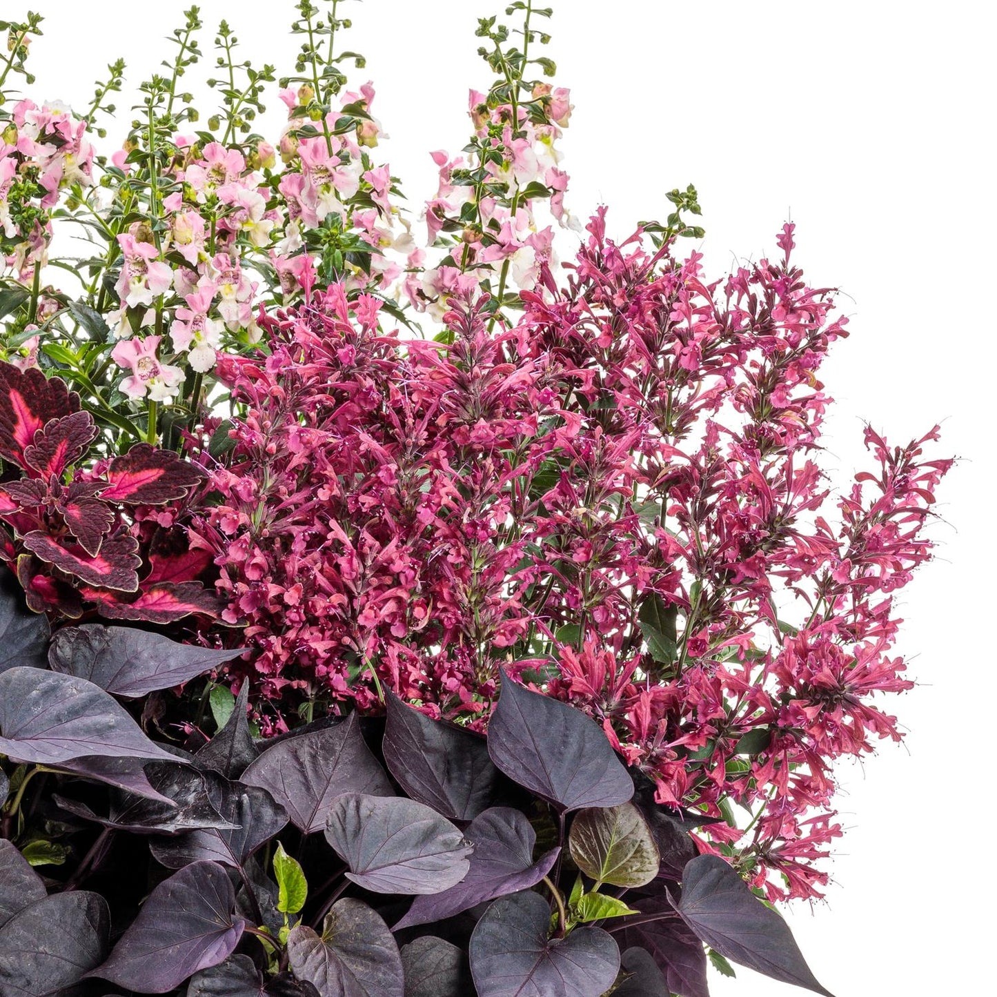 Maestro® Coral Hummingbird Mint (Agastache) features pink blooms and dark purple-green leaves. This pollinator-friendly plant creates a lush, colorful display with dense flowers, shown here against a crisp white background - Photo Courtesy of Proven Winners, Inc.