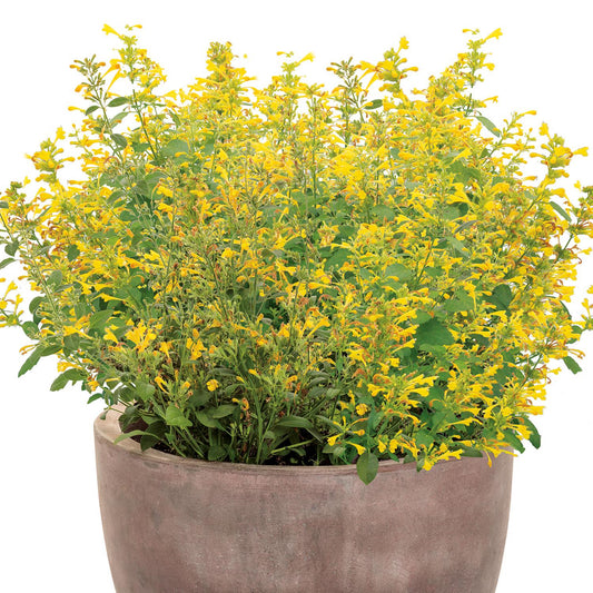 Maestro® Gold Hummingbird Mint (Agastache) - Photo Courtesy of Proven Winners, Inc.