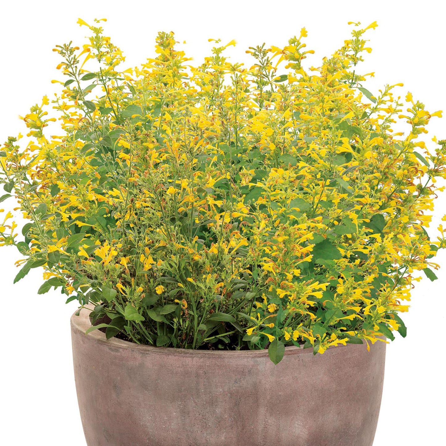 A large ceramic pot filled with Maestro® Gold Hummingbird Mint (Agastache), a bushy plant with numerous small, bright yellow tubular flowers and green leaves - Photo Courtesy of Proven Winners, Inc. Decorative pot not included.