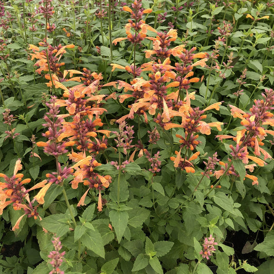 Mango Tango' Hummingbird Mint (Agastache) - Photo Property of Garden Crossings LLC