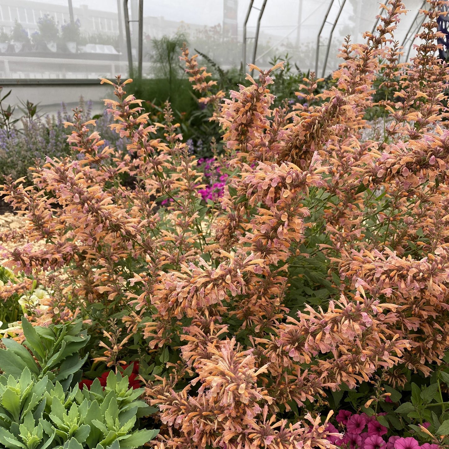 Mango Tango' Hummingbird Mint (Agastache) - Photo Property of Garden Crossings LLC
