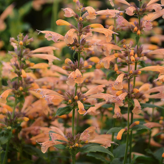 Close-up of 'Mango Tango' Hummingbird Mint (Agastache) with tall stems, tubular orange flowers, and green leaves, ideal for brightening garden beds and attracting hummingbirds - Photo Courtesy of Walters Gardens, Inc.