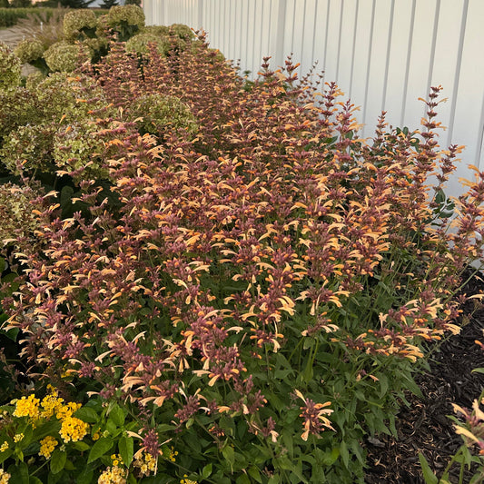 The Meant To Bee® 'Queen Nectarine' Hummingbird Mint (Agastache) displays yellow-orange tubular blooms in a garden bed near a white fence among other green and flowering plants - Photo Property of Garden Crossings LLC.