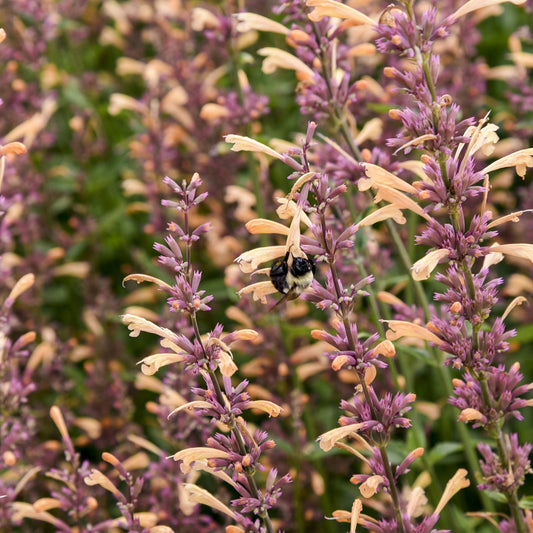 Meant To Bee® 'Queen Nectarine' Hummingbird Mint (Agastache) - Photo Courtesy of Proven Winners, Inc.