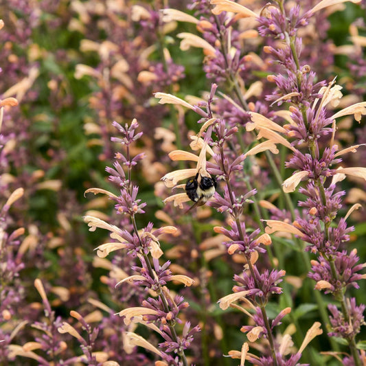 A black bee rests on tall, slender purple and peach Meant To Bee® 'Queen Nectarine' Hummingbird Mint (Agastache) blooms, surrounded by dense foliage in a garden - Photo Courtesy of Proven Winners, Inc.