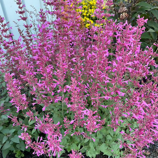 Meant To Bee® 'Royal Raspberry' Hummingbird Mint (Agastache) - Photo Property of Garden Crossings LLC