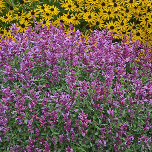 A dense bed of 'Rosie Posie' Hummingbird Mint (Agastache) fills the foreground, with green leaves and stems visible among its drought tolerant purple blooms before a background of bright yellow flowers with dark centers - Photo Courtesy of Walters Gardens, Inc.