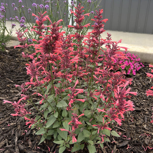 Summerlong™ Coral Hummingbird Mint (Agastache) - Photo Property of Garden Crossings LLC