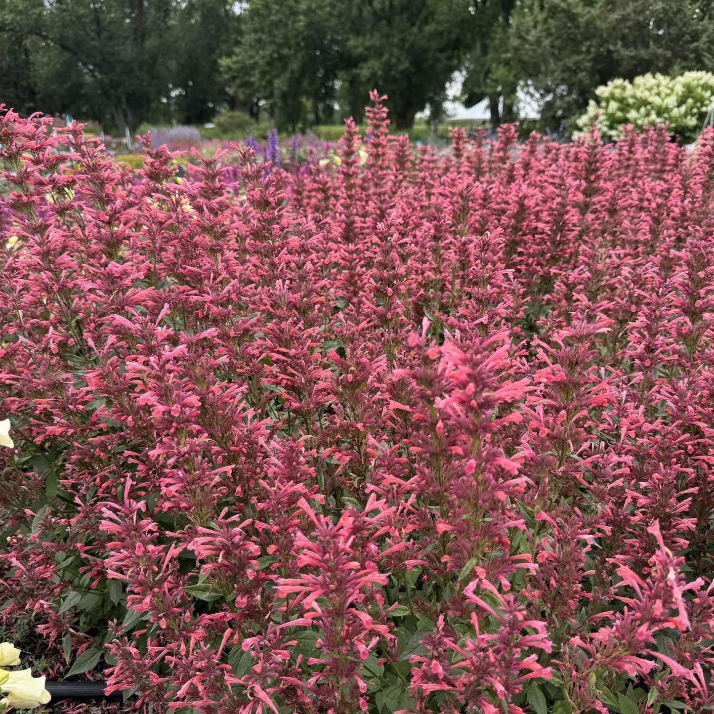 A field of tall, pink Summerlong™ Coral Hummingbird Mint (Agastache) with green foliage is shown in the foreground more flowers and green trees appear blurred in the background - Photo Property of Garden Crossings LLC.