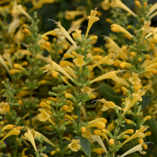 Close-up of Summerlong™ Lemon Hummingbird Mint (Agastache) features upright clusters of yellow tubular blooms with green stems and leaves - Photo Courtesy of Ball Horticulture, Inc.