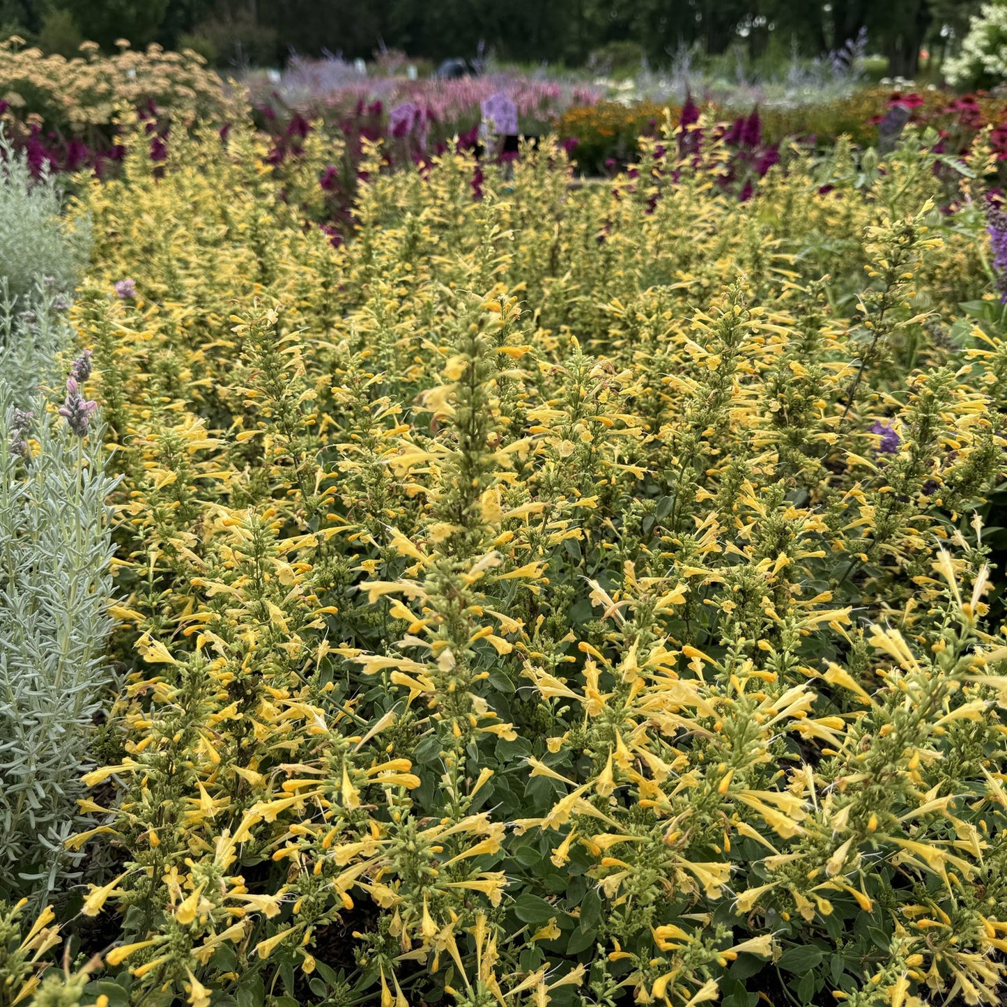 Summerlong™ Lemon Hummingbird Mint (Agastache) - Photo Property of Garden Crossings LLC