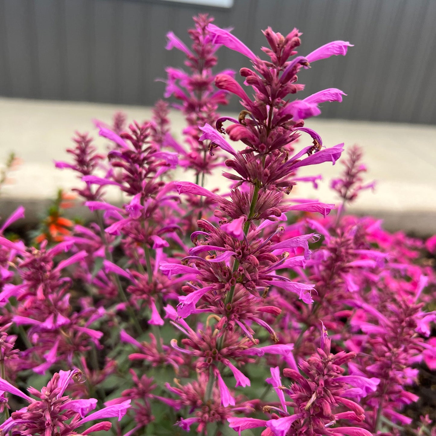 Close-up of Summerlong™ Lilac Hummingbird Mint (Agastache) features clusters of bright magenta-pink, tubular flowers on tall green stems, a blurred wall visible in the background - Photo Property of Garden Crossings LLC.