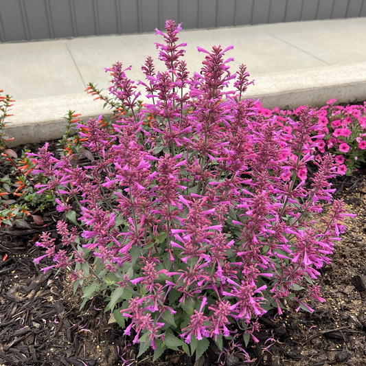 Summerlong™ Lilac Hummingbird Mint (Agastache) - Photo Property of Garden Crossings LLC