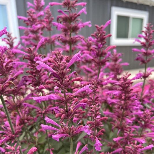 Summerlong™ Lilac Hummingbird Mint (Agastache) - Photo Property of Garden Crossings LLC