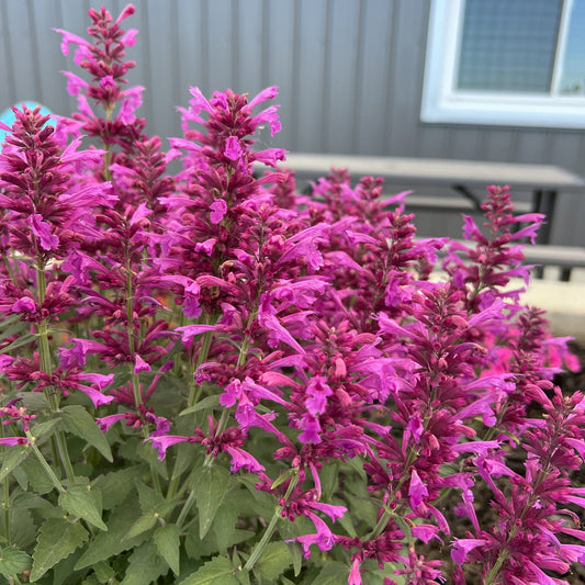 Summerlong™ Magenta Hummingbird Mint (Agastache) - Photo Property of Garden Crossings LLC