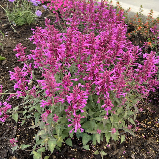 Summerlong™ Magenta Hummingbird Mint (Agastache) displays dense clusters of bright pink-purple flowers and green leaves in the garden - Photo Property of Garden Crossings LLC.