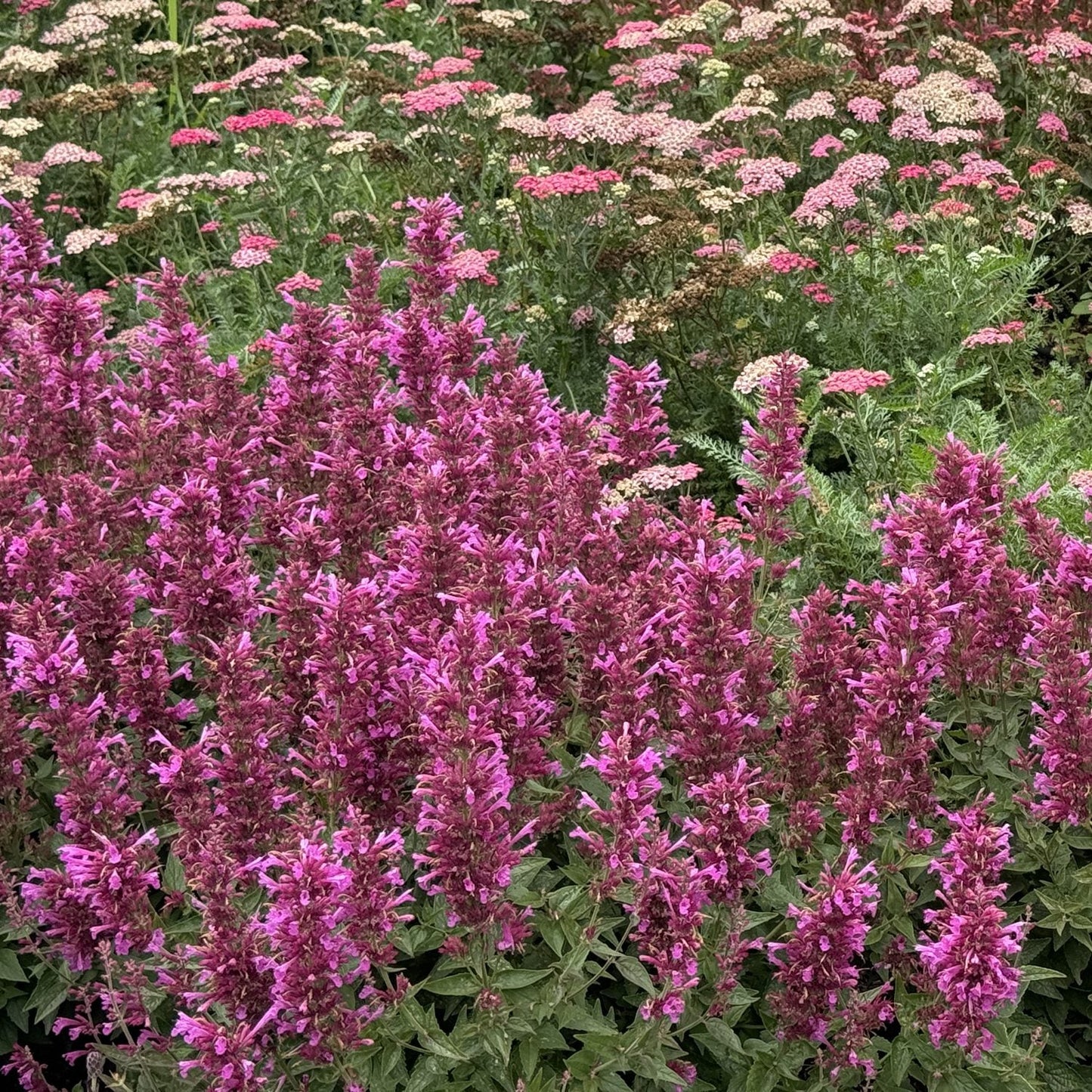 A garden scene features dense clusters of vivid pink Summerlong™ Magenta Hummingbird Mint (Agastache) in the foreground, with light pink yarrow blooms and green foliage behind - Photo Property of Garden Crossings LLC.